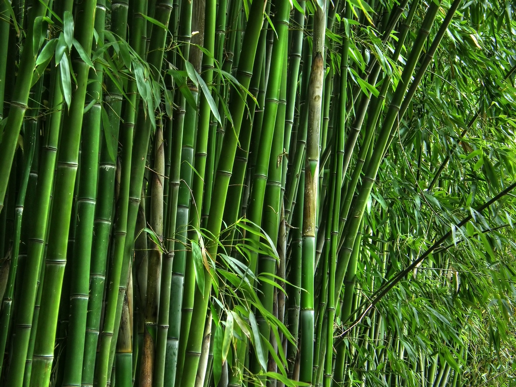 bigstock-Green-bamboo-grove-20402063 (Copia)