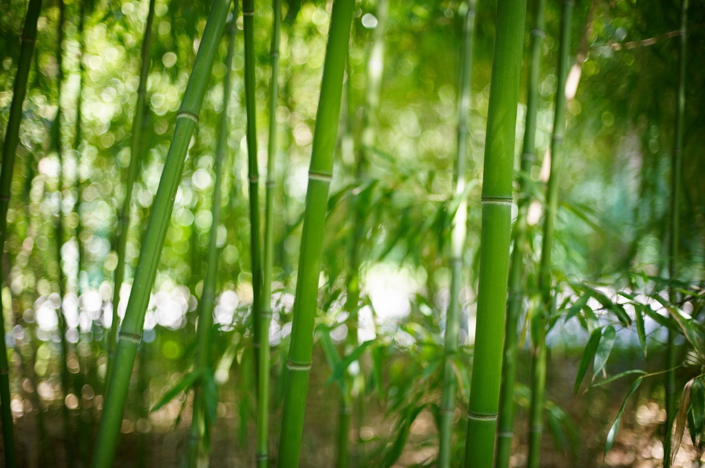 zone-bamboo (Copia)